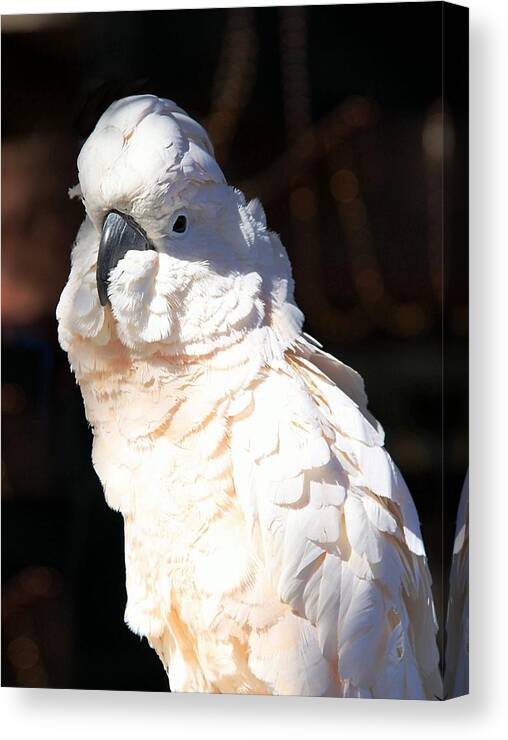 Moluccan Cockatoo Portrait Canvas Print featuring the photograph Moluccan Cockatoo in the Spotlight by Andrea Lazar