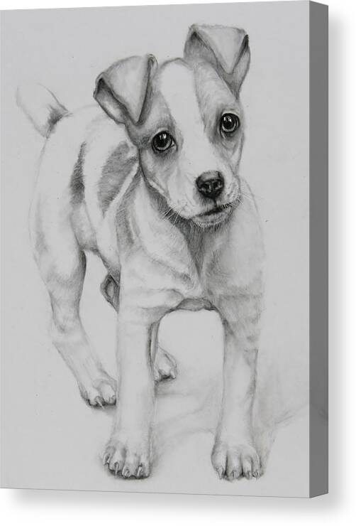 Jack Russell Canvas Print featuring the drawing Nitro by Jean Cormier