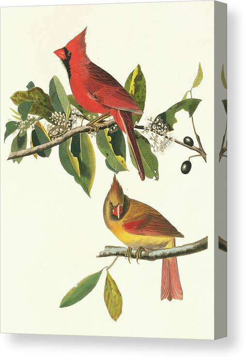 Illustration Canvas Print featuring the photograph Northern Cardinal Birds by Natural History Museum, London/science Photo Library