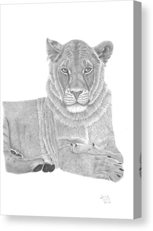 Lioness Canvas Print featuring the drawing Nyah The Lioness by Patricia Hiltz