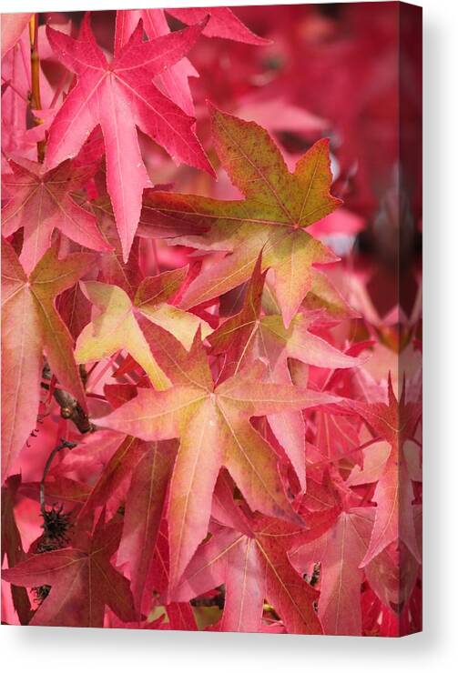 Oak Leaves Canvas Print featuring the photograph Oak Leaves in the Fall by E Faithe Lester