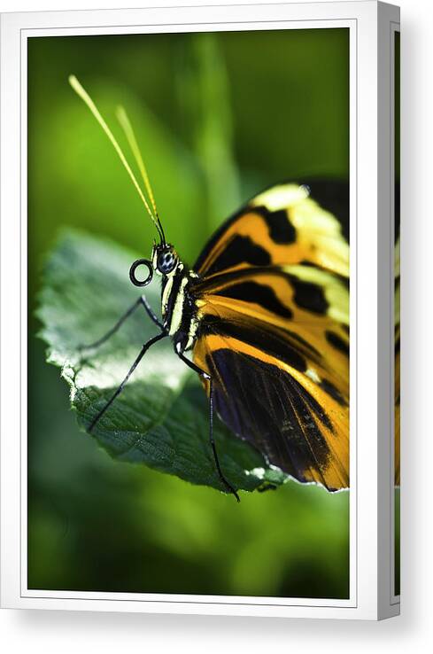 Butterflys Canvas Print featuring the photograph Orange and Black Butterfly by Donald Brown