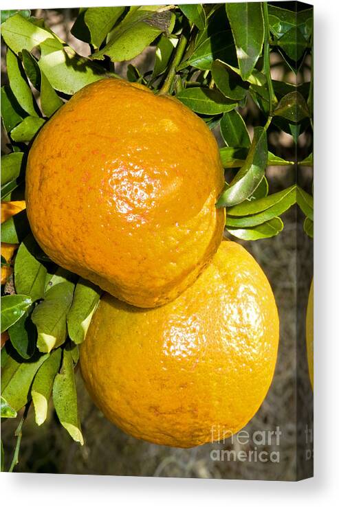 Food Canvas Print featuring the photograph Orange Fruit Growing On Tree by Millard H. Sharp