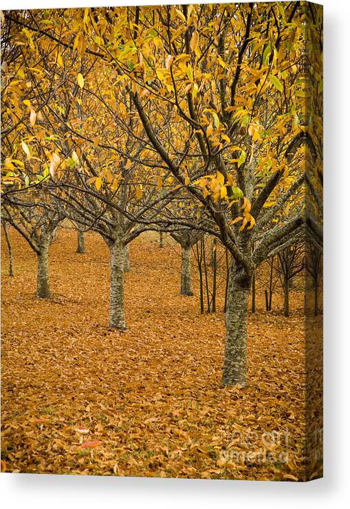 Abstract Canvas Print featuring the photograph Orange Orchard by THP Creative