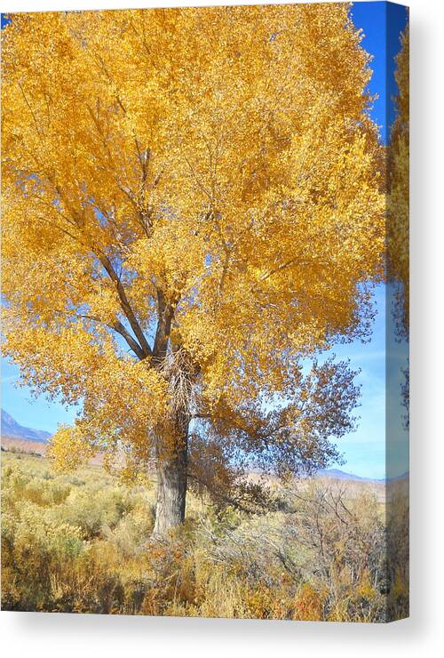 Fall Canvas Print featuring the photograph Orange Serenade by Marilyn Diaz