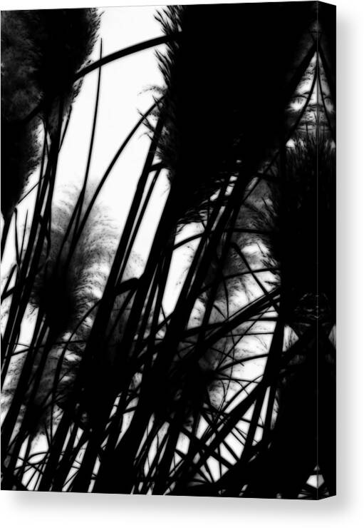 Black Canvas Print featuring the photograph Pampas Grass by Jessica S