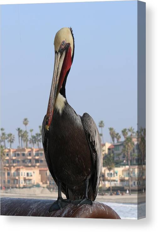 Wild Canvas Print featuring the photograph Pelican - 2 by Christy Pooschke
