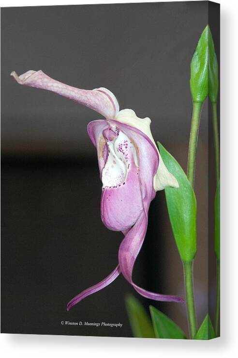 Phragmipedium Canvas Print featuring the photograph Phragmipedium - Phrag Frank Smith Orchid by Winston D Munnings