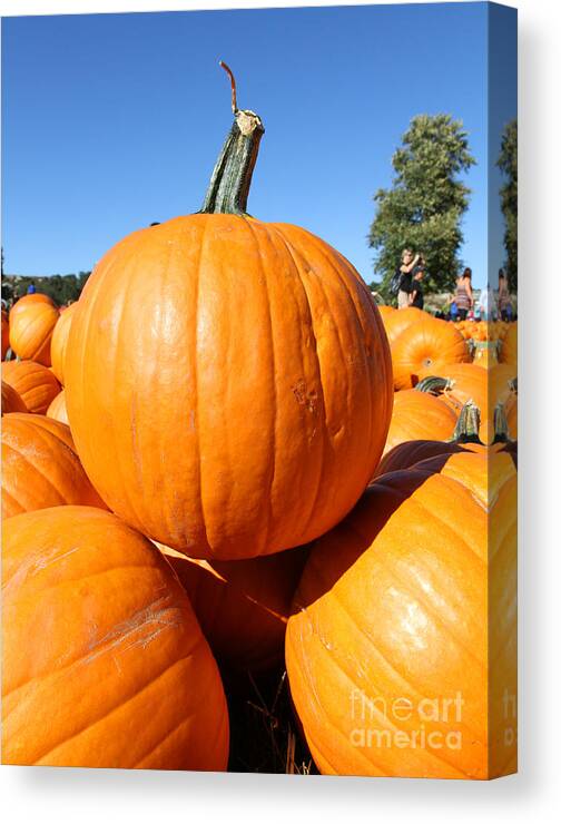 Pumpkin Canvas Print featuring the photograph Picked Pumpkin by Diana Sainz by Diana Raquel Sainz