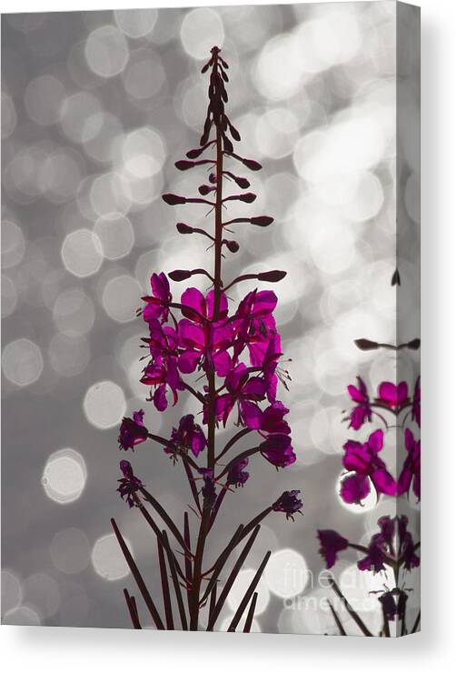 Fireweed Canvas Print featuring the photograph Pink by Heiko Koehrer-Wagner
