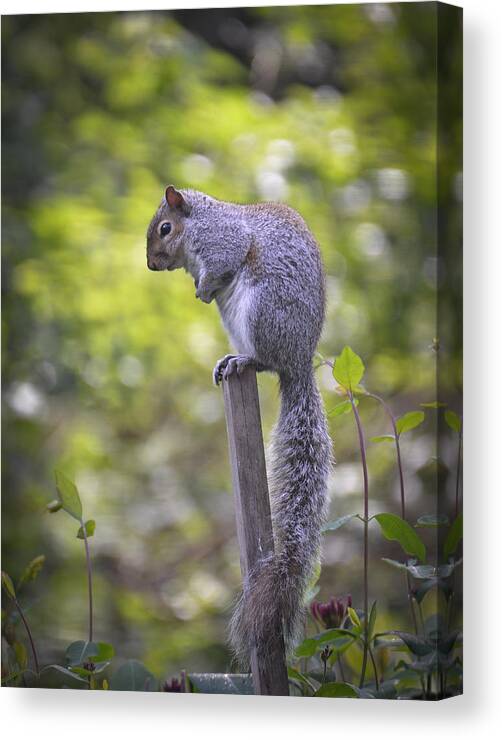 Grey Squirrel Canvas Print featuring the photograph Planning a Raid on the Bird Feeder by Ronda Broatch