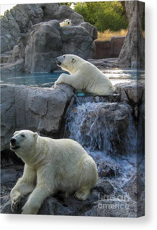 Bears Canvas Print featuring the photograph Polar bears by Steven Ralser