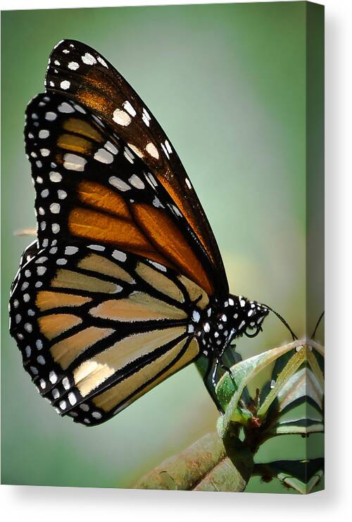 Butterfly Canvas Print featuring the photograph Polka Dots and Wings by DigiArt Diaries by Vicky B Fuller