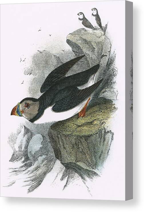 Puffin Canvas Print featuring the painting Puffin by English School
