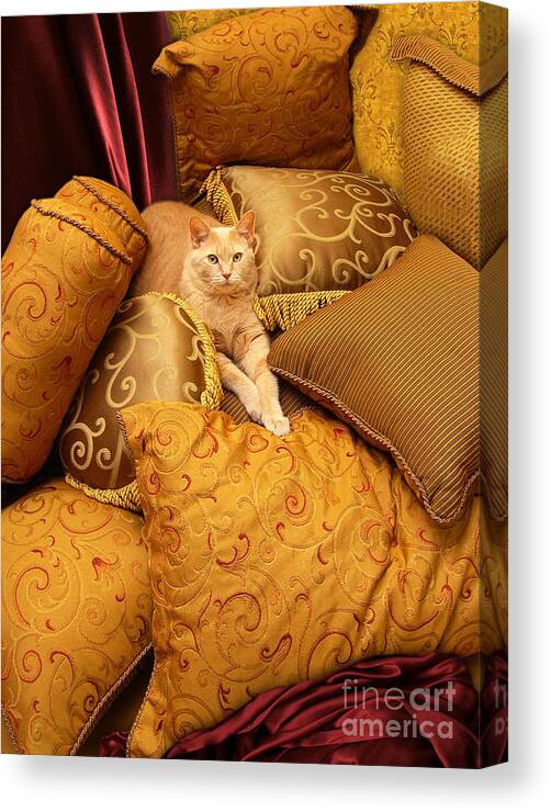 Animal Canvas Print featuring the photograph Regal Feline by Amy Cicconi