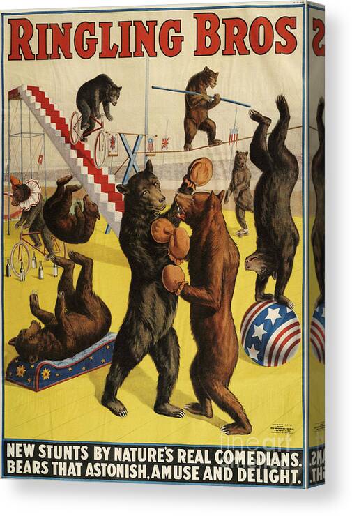Posters Canvas Print featuring the drawing Ringling Bros 1900s Bears Performing by The Advertising Archives