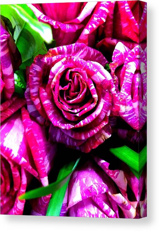 Green Canvas Print featuring the photograph Roses in Stripes by Marian Lonzetta