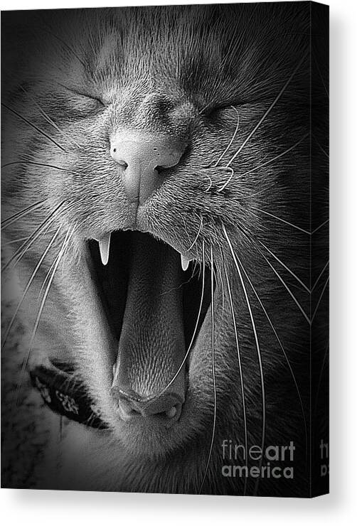 Cat Canvas Print featuring the photograph Rowr by Paul Cammarata