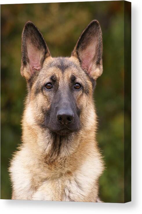 German Shepherd Canvas Print featuring the photograph Sable German Shepherd Dog by Sandy Keeton