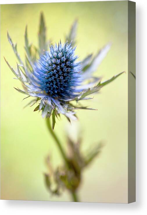 Sea Holly Canvas Print featuring the photograph Sea Holly (eryngium 'orion Questar') by Ian Gowland/science Photo Library