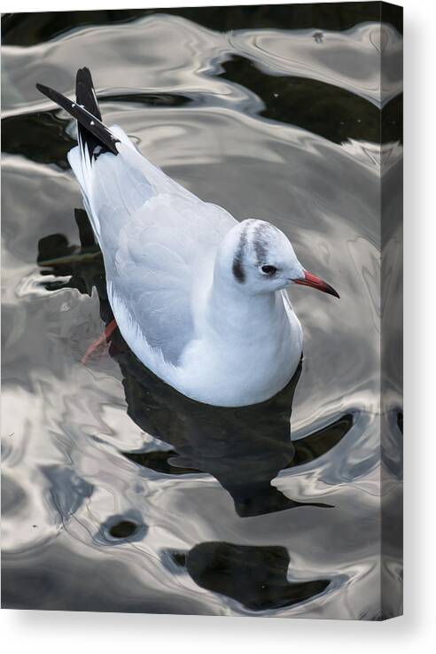 Seagull Canvas Print featuring the photograph Seagull And Water Reflections by Andreas Berthold