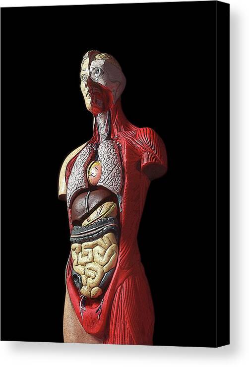 Human Canvas Print featuring the photograph Sectioned Human Body by Cordelia Molloy/science Photo Library