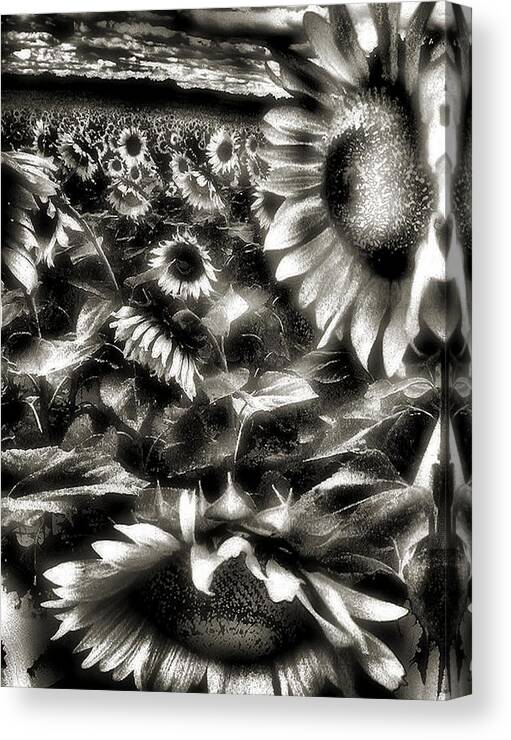 Sunflowers Canvas Print featuring the photograph Smilin Atchya by Robert McCubbin