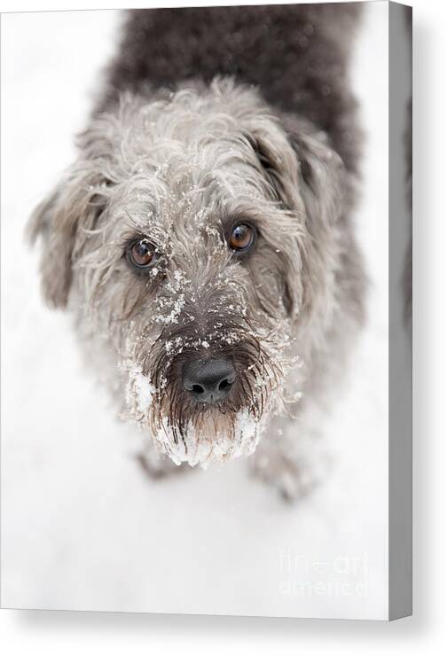 Pup Canvas Print featuring the photograph Snowy Faced Pup by Natalie Kinnear