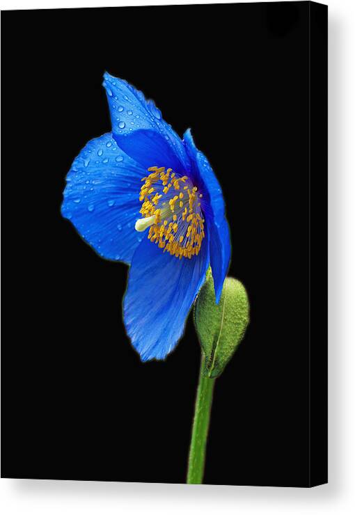 Blue Poppy Canvas Print featuring the photograph So Blue by Jerry Cahill