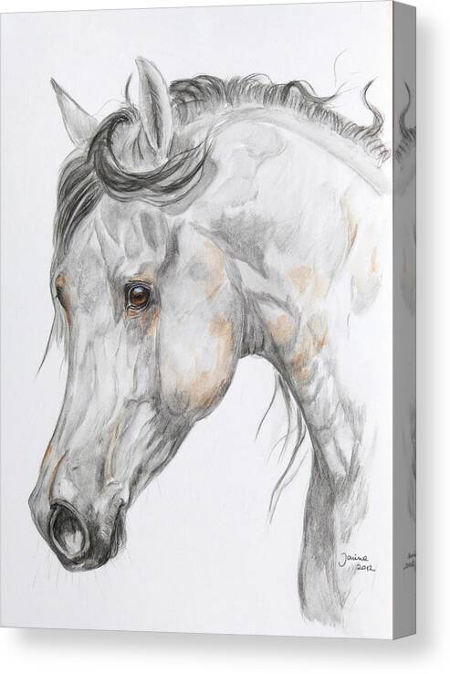 Arabian Horse Canvas Print featuring the painting Son of the Wind by Janina Suuronen