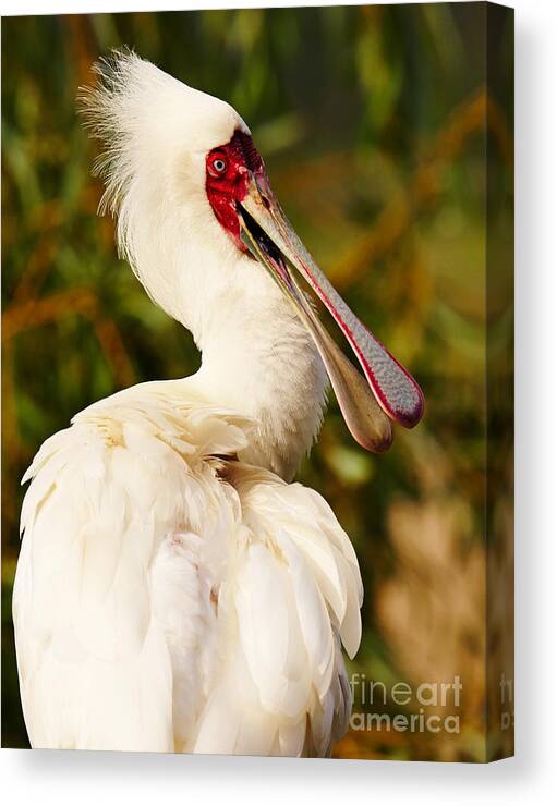 Spoonbill Canvas Print featuring the photograph Spoonbill in a tree by Nick Biemans