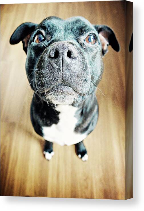 Pets Canvas Print featuring the photograph Staffordshire Bull Terrier by Michelle Mcmahon