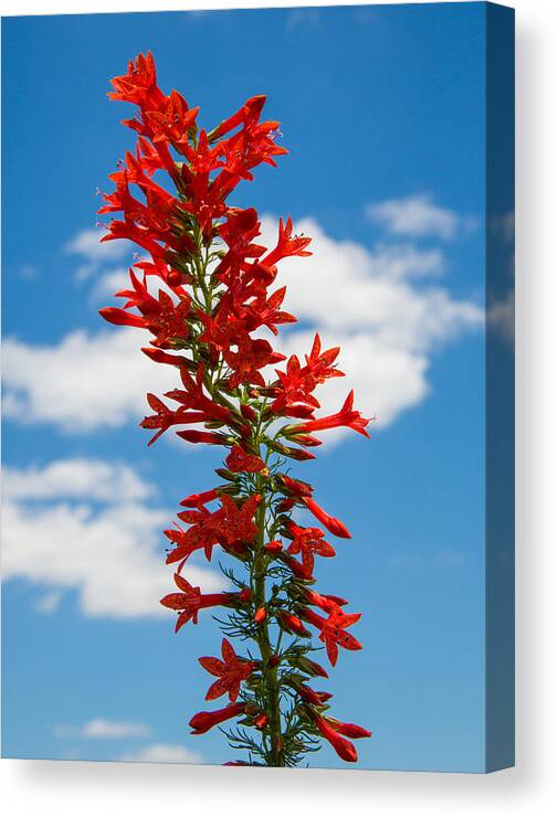 Texas Canvas Print featuring the photograph Standing Cypress with Clouds by Steven Schwartzman