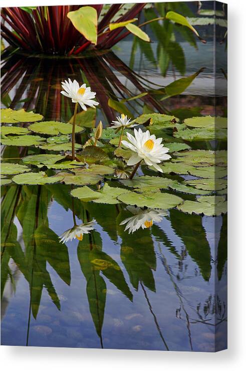 Water Lilies Canvas Print featuring the photograph Staring at the Sun by Theo O Connor