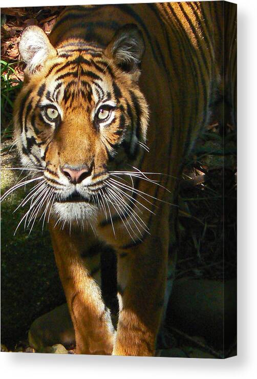 Sumatran Tiger Canvas Print featuring the photograph Sumatran Tiger Emerges by Margaret Saheed