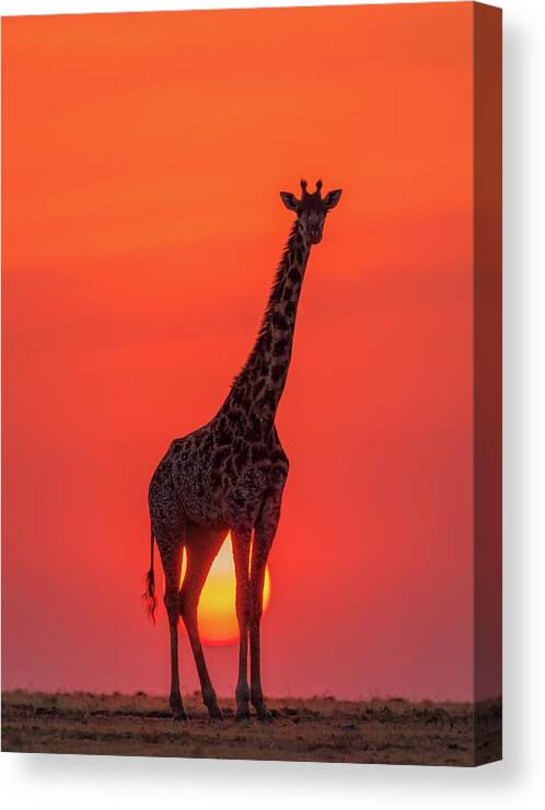 Sunset Canvas Print featuring the photograph Sunset Giraffe by Henry Zhao
