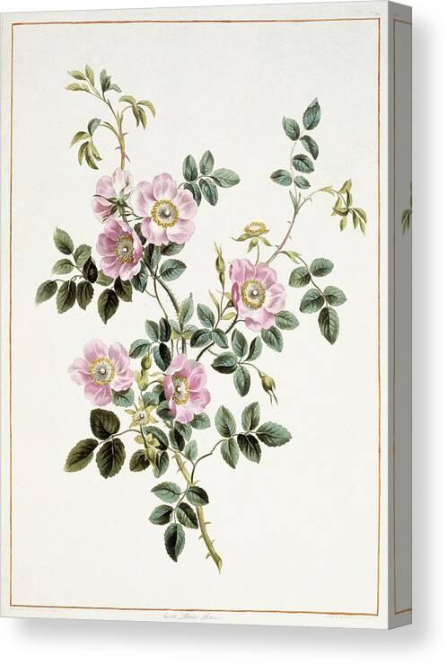 Artwork Canvas Print featuring the photograph Sweet Briar Rose Rosa Rubiginosa by Natural History Museum, London/science Photo Library
