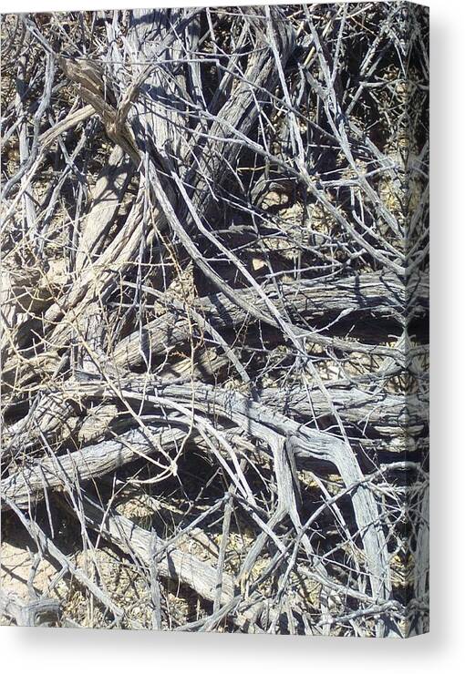 Tangled Canvas Print featuring the photograph Tangled Desert Cedar by The GYPSY
