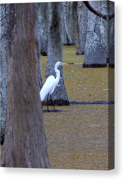 Heron Canvas Print featuring the photograph The Bayou's White Knight by John Glass
