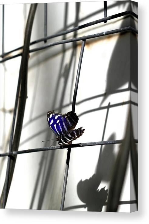 Butterfly Canvas Print featuring the photograph The Butterfly Effect by Andrea Lazar