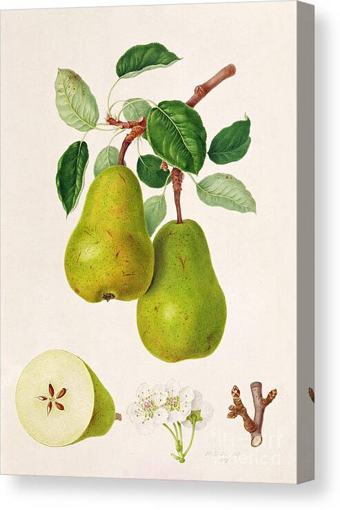 Pear Blossom; Pears; Leaves; Branch; Cross-section; Botanical Illustration Canvas Print featuring the painting The D'Auch Pear by William Hooker
