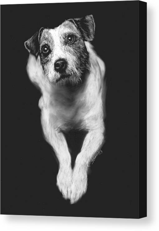Jack Russell Canvas Print featuring the drawing The Jack Russell Stare- Got Ball? by Rachel Bochnia