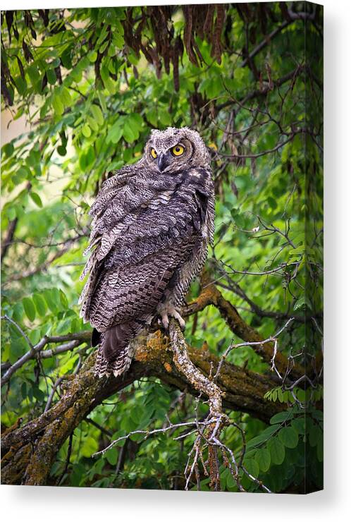 Horned Owl Canvas Print featuring the photograph The Perch by Steve McKinzie