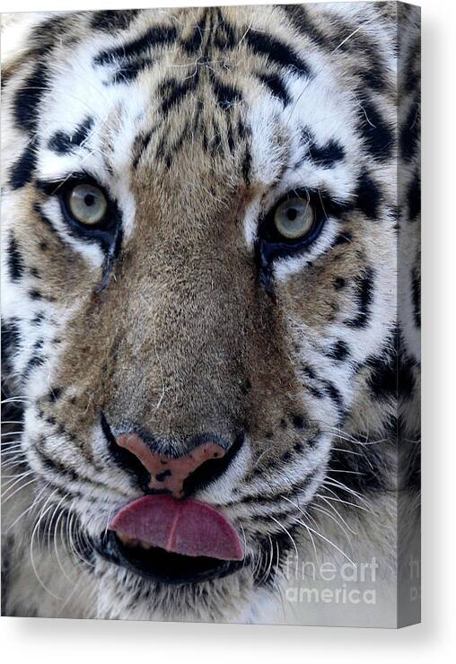 Cat Canvas Print featuring the photograph Tiger Lick by Karol Livote