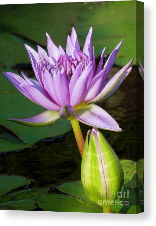 Water Lily Canvas Print featuring the photograph Together by Chad and Stacey Hall