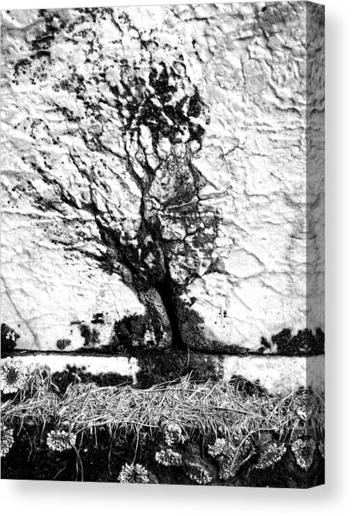 B & W Canvas Print featuring the photograph Tree in Stone by Paul W Faust - Impressions of Light