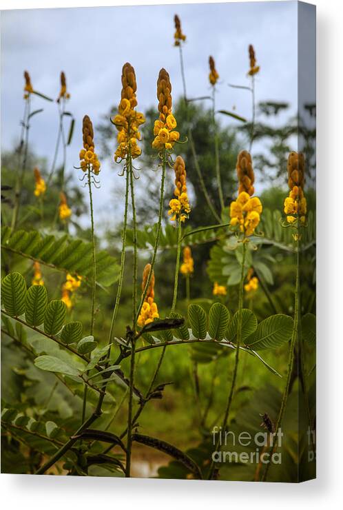 Yellow Canvas Print featuring the photograph Tropical Plants by Gina Koch