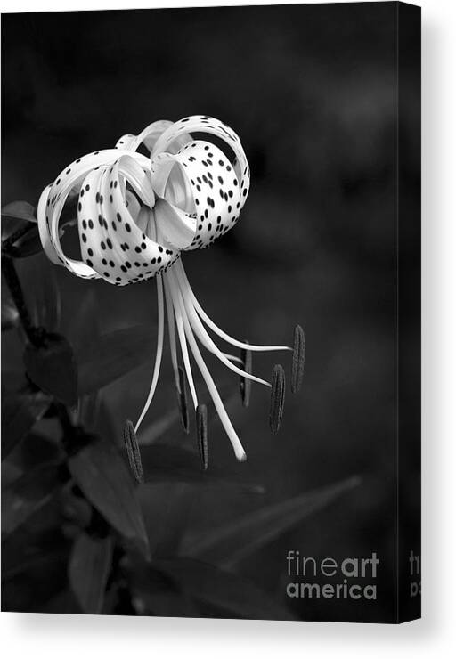 Lily Canvas Print featuring the photograph Turk's Cap Lily in Black and White by Lee Craig