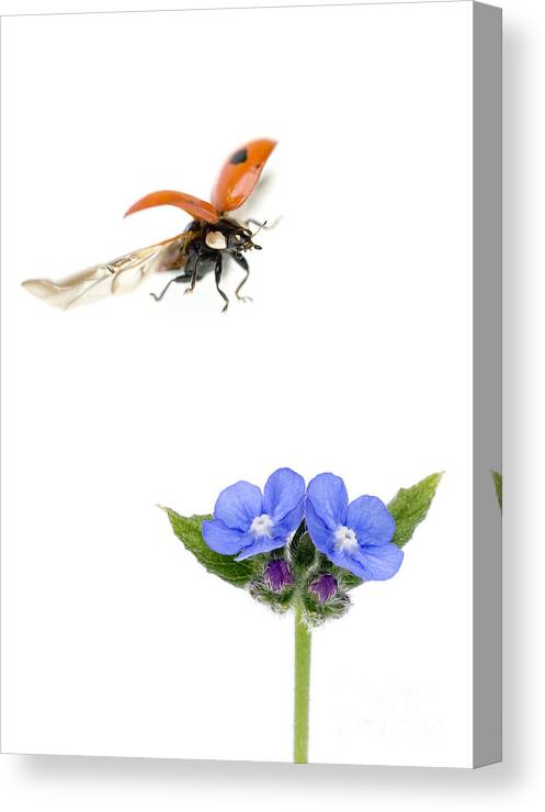 Two-spot Ladybug Canvas Print featuring the photograph Two Spot Ladybug by Mark Bowler