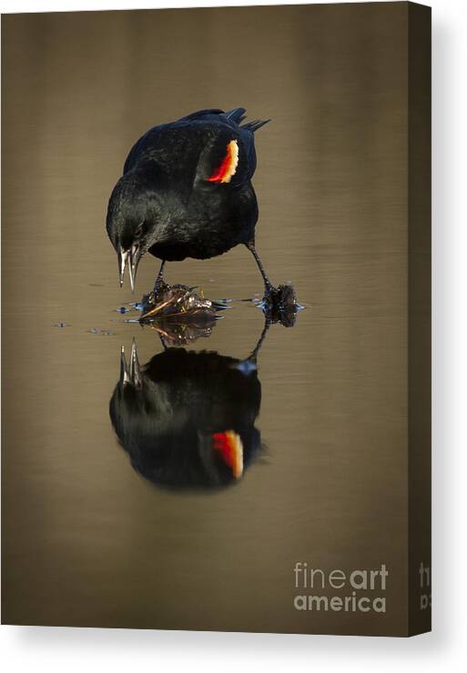 Redwing Canvas Print featuring the photograph When No One Else Will Listen by Roger Bailey